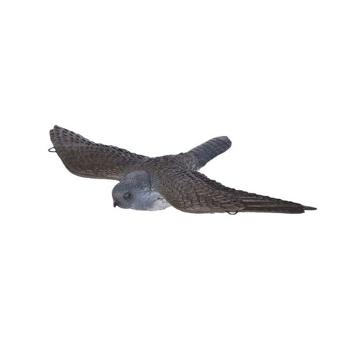 Franzbogen_Falke