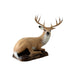 Franzbogen_Hirsch_liegend_2