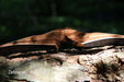 Woodwork R08