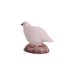 IBB_Schneehuhn_Henne_2