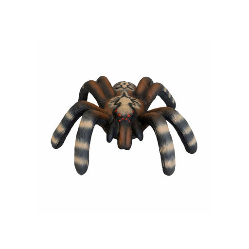 Leitold_KleineVogelspinne_2