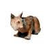 Longlife_Liegender_Luchs_2
